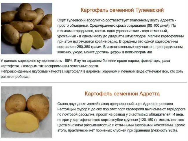 Как выращивают картофель Юбиляр?