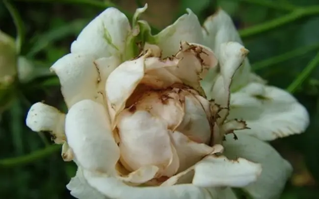 Трипсы на пионе — Среди насекомых-вредителей у пионов не так уж много врагов. Зато болезней, которые могут поразить эти роскошные цветы, достаточно много.
