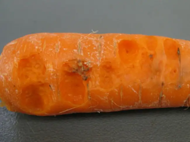 Фомоз на моркови — Подробное описание болезни