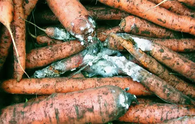 Ризоктониоз на моркови — Болезни и вредители моркови: признаки, лечение и профилактика