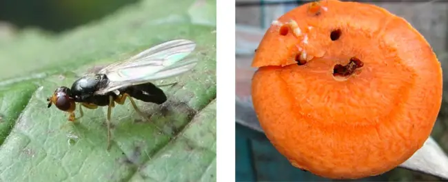 Морковная муха: как с ней бороться на огороде