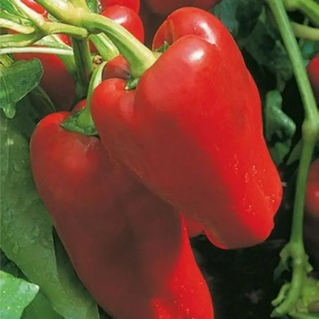 Перец Фунтик: характеристика и описание сорта, отзывы о семенах Манул, фото сладких болгарских плодов