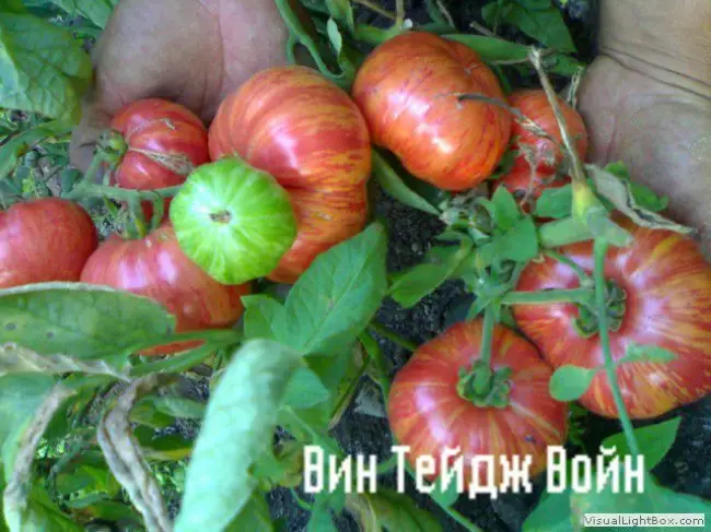 Томат Винтаж — Tomat.top — Все о томатах от посева до урожая!