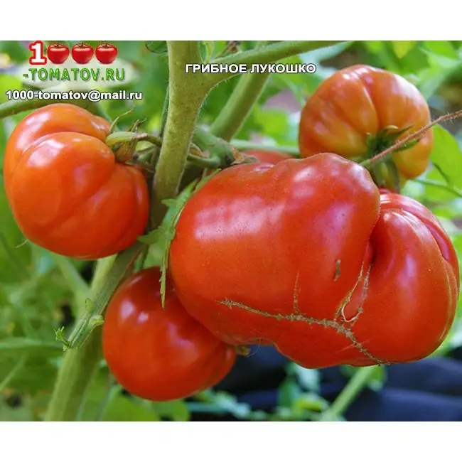 Грибное лукошко — томатный экзот из Сибири