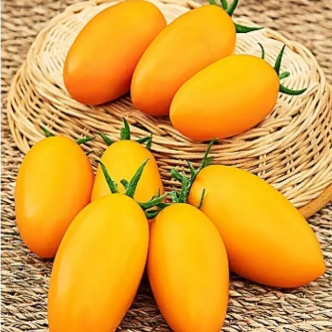 Томат Золотое руно: фото и отзывы, описание и характеристика сорта оранжевых помидоров, выращивание, посадка и уход, урожайность