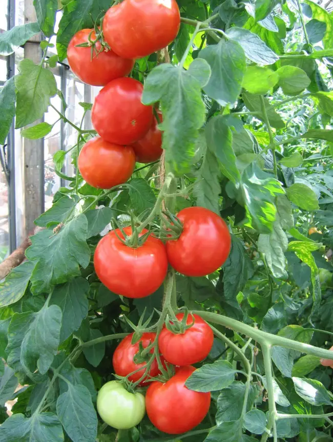 Описание сорта томатов Малиновое Виконте, форма и вес плодов. Где и в каком году был выведен сорт. Какие области лучше всего подойдут для выращивания. Для какого способа употребления подходит. Урожайность, особенности выращивания, плюсы и минусы этого сорта.