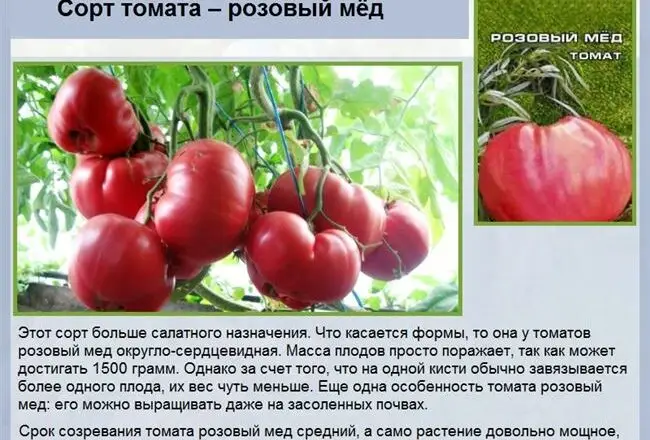 Сорт томата: Варяг | Supersadovod — о саде и огороде просто и интересно