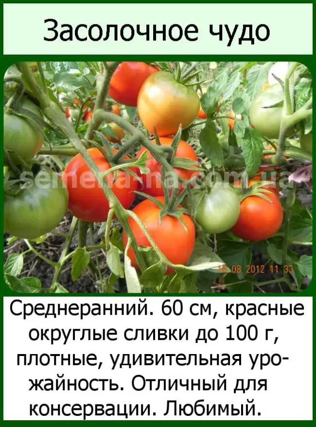 Отзыв о Семена томата Семена Алтая «Засолочное чудо» | Засолочный сорт, урожайный и удобныйв выращивании.
