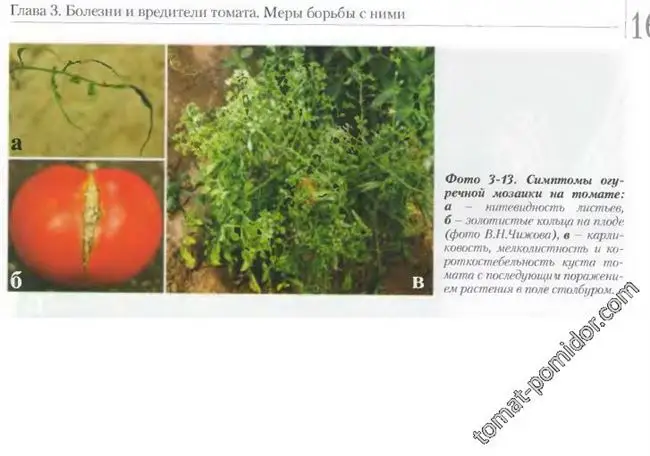 Томат Московский УльтраСкороспелый семена — низкая цена, описание, отзывы, продажа.
