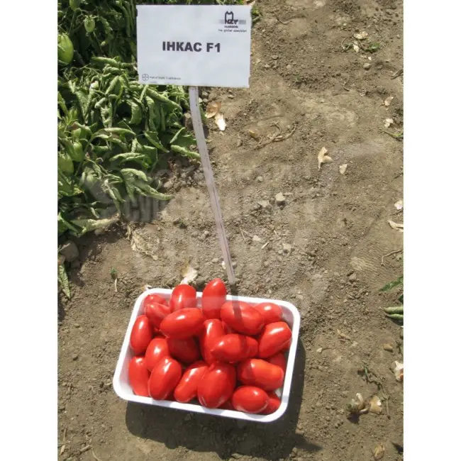 Томат н 6438 описание сорта — Промышленные томаты