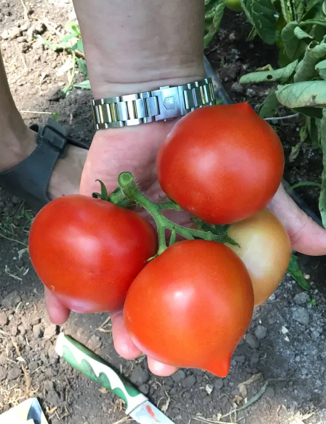 Сорта томатов с «носиком» пользуются любовью многих дачников и огородников. Они имеют приятный, выразительный вкус и нежный аромат, а благодаря забавному и аппетитному виду нравятся и взрослым, и…