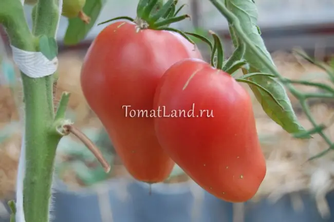 Чем примечателен сорт помидоров Орлиный Клюв: читайте реальные отзывы огородников, преимущества и недостатки, сравнение.