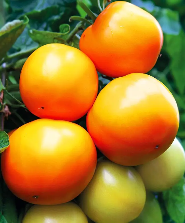 Томат «Персик» — описание сорта помидоров: жёлтого, розового F1, а также красного Русский фермер