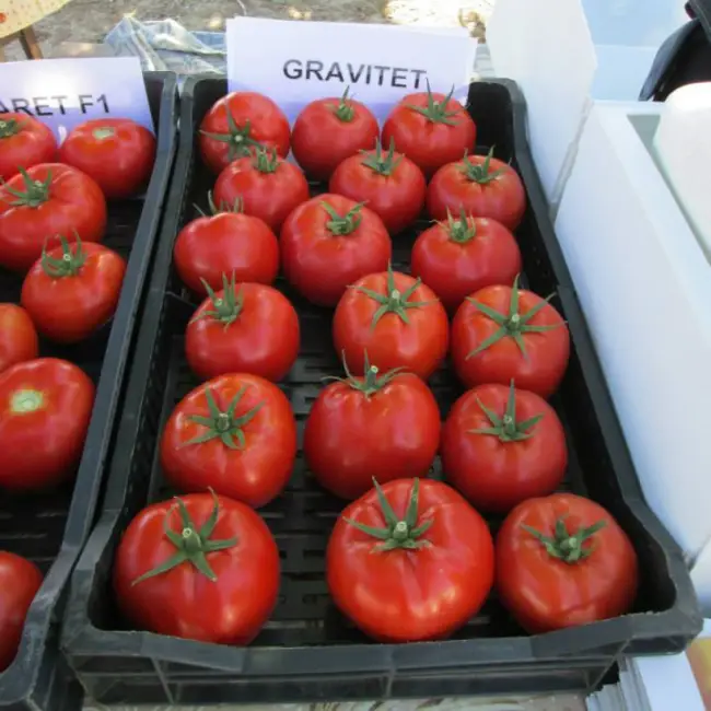 Описание томата Гравитет и выращивание в домашних условиях