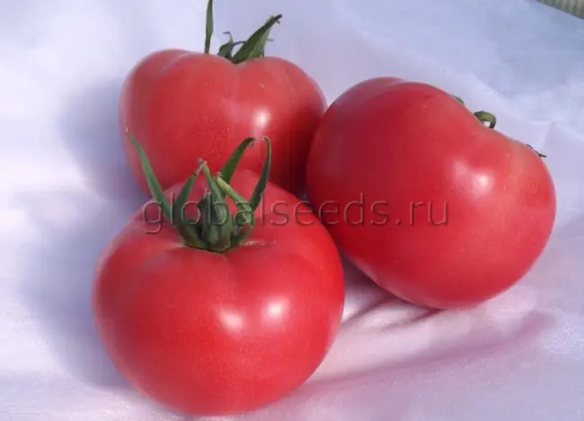 Описание сорта томата Вермилион, его характеристика и урожайность
