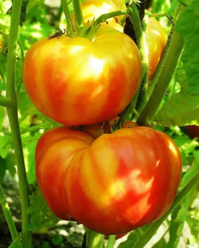 «Загадка природы» – открываем все секреты этого вида томатов