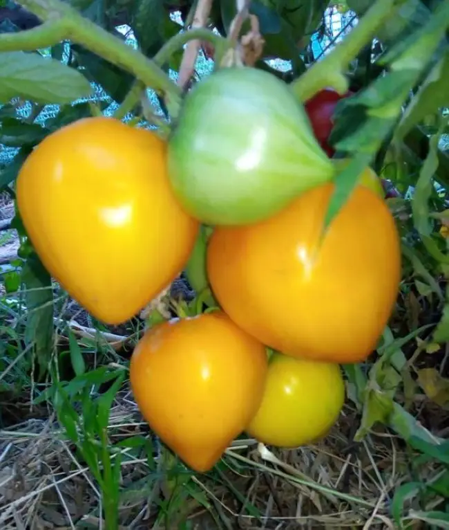 Золотой Гребешок - сорт растения Томат