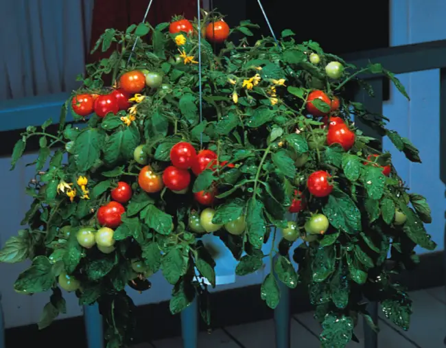 Ампельные помидоры: выращивание на балконе и на участке. Лучшие ампельные томаты: сорта с кратким описанием и фото. Правила ухода и профилактика болезней.