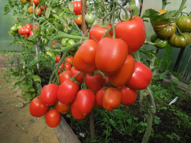 Томат Комнатный Сюрприз является низкорослым растением, которое можно садить прямо на балконах. Чтобы сорт радовал всех красивыми вкусными плодами, надо знать все об уходе за ним.