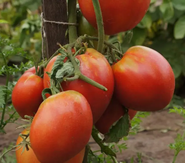 Лучшие сорта «Королевских» томатов