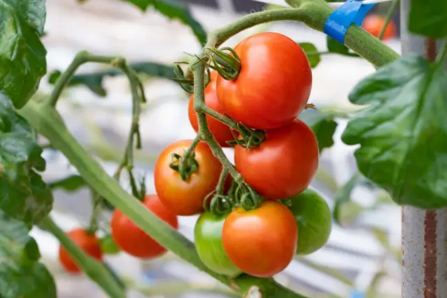 Томат Верлиока плюс F1: характеристика и описание сорта, отзывы об урожайности помидоров и фото семян от фирмы Гавриш