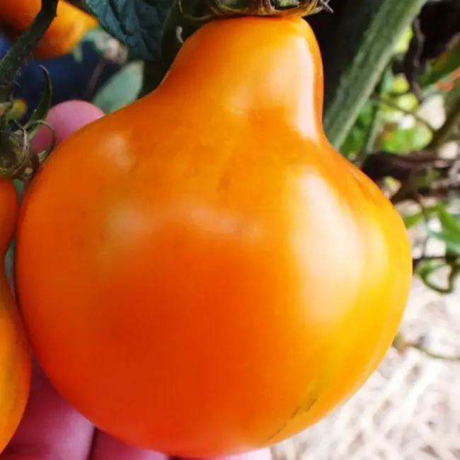 Необычный формы томат Лампочка должен понравиться любителю, который выращивает декоративные помидоры. Кисти томатов действительно напоминают гирлянды горящих