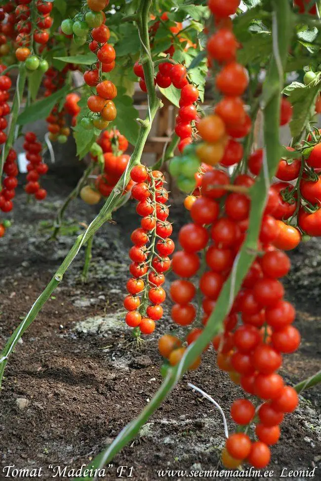 Описание сорта томата Мадейра, особенности выращивания и ухода