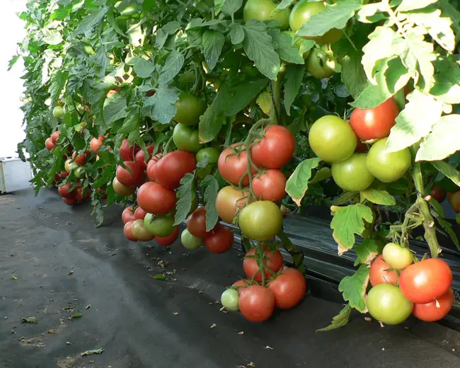 Томат Пинк мани F1: характеристика и описание сорта, отзывы об урожайности помидоров, фото куста