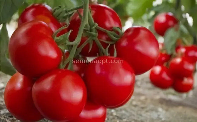 Томат опер описание сорта — Лучшие сорта томатов 2021 с описанием и характеристиками: самые вкусные, урожайные, для теплиц и открытого грунта — Почва.нет