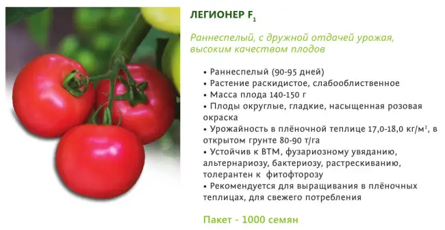 Томат Пародист: отзывы и фото готового урожая, плюсы и минусы сорта, советы по выращиванию от дачников со стажем об урожайности томатов