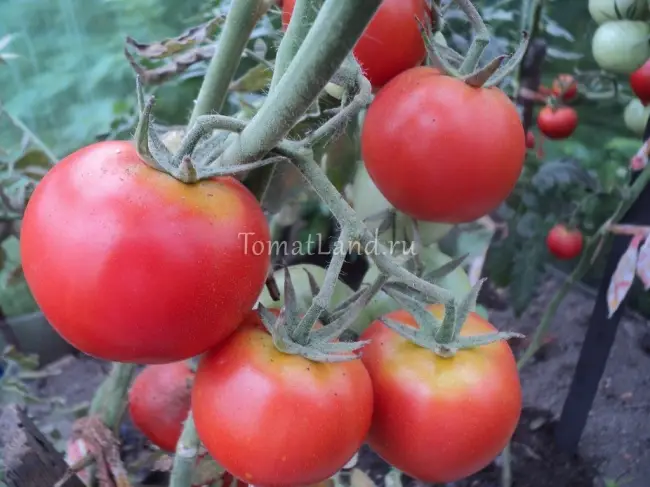 Томат президент 2 описание сорта — Характеристика и описание сорта томатов