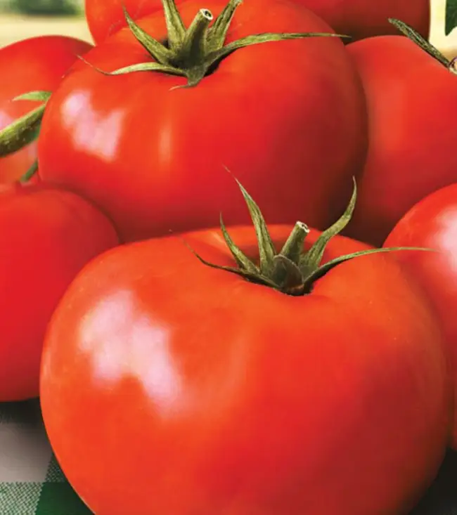 Томат Магнат: характеристика и описание сорта, фото помидоров, отзывы об урожайности куста
