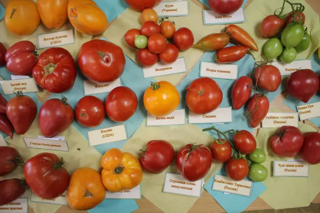 Сорт с аккуратными плодами — томат Пламя Агро: подробное описание помидоров и характеристики