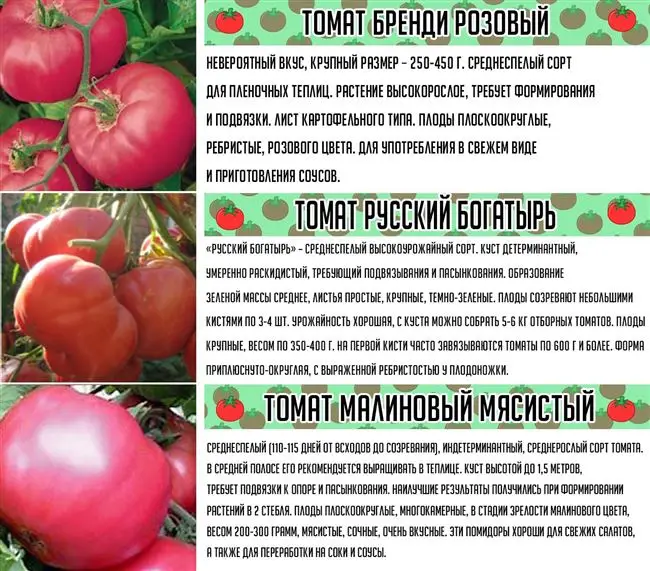 Томат Розовое утро: характеристика и описание сорта, отзывы об урожайности, фото помидоров