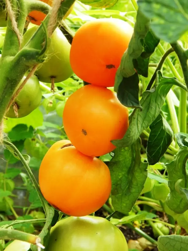 Все о посадке и уходе за витаминными томатами Диетический здоровяк, а также характеристики сорта и его описание. Изучите фото куста в высоту и узнайте как отзываются садоводы об урожайности помидоров.