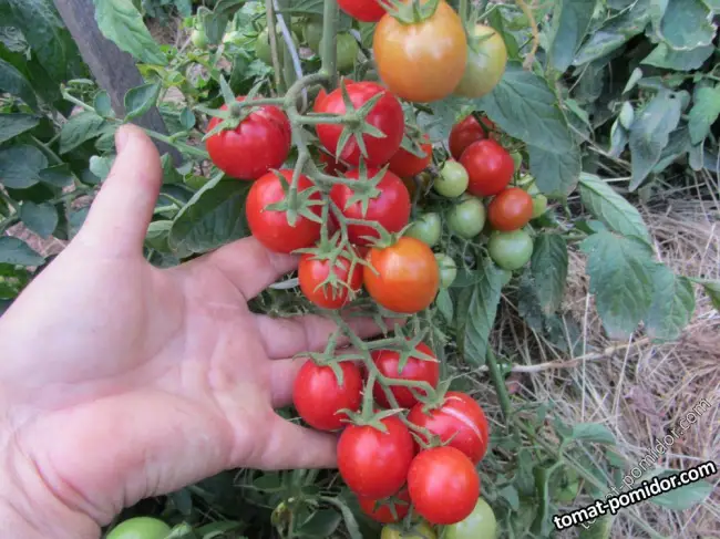 Описание сорта томата Лукошко на окошке, его выращивание