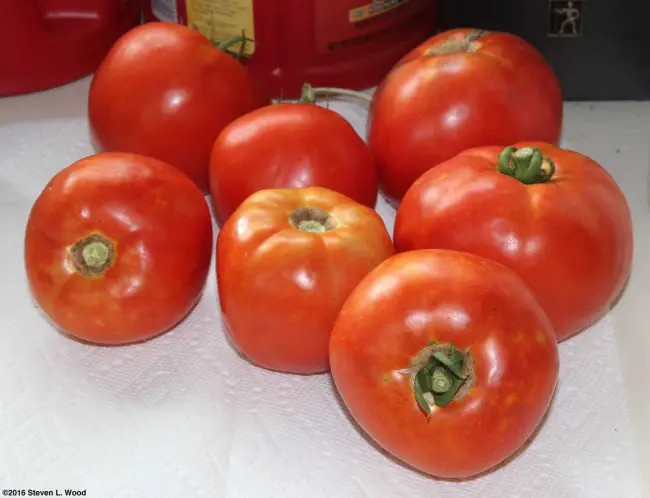 Томат Бэлла Роса F1: характеристика и описание сорта семян, отзывы об урожайности помидоров и фото куста в высоту