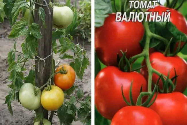 Описание сорта томата Валютный и его характеристика