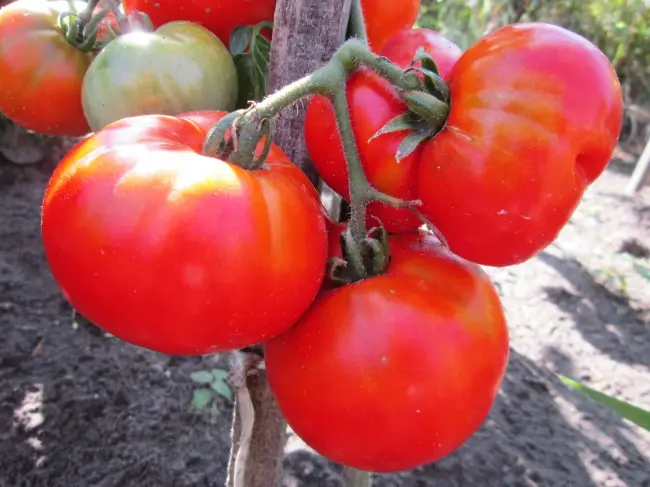 Описание сорта томата Козырь, особенности выращивания и ухода