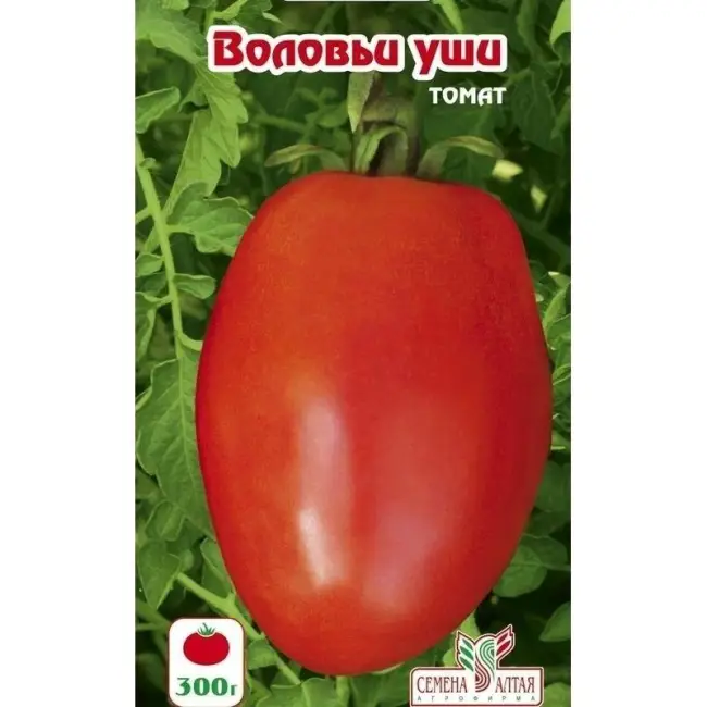 Чем интересен сорт томата Воловьи уши? Как правильно высаживать помидоры и что нужно знать о тонкостях в уходе за сортом?