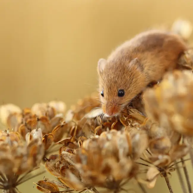 Как защитить от мышей тюльпаны и лилии: спасаем луковицы от грызунов зимой