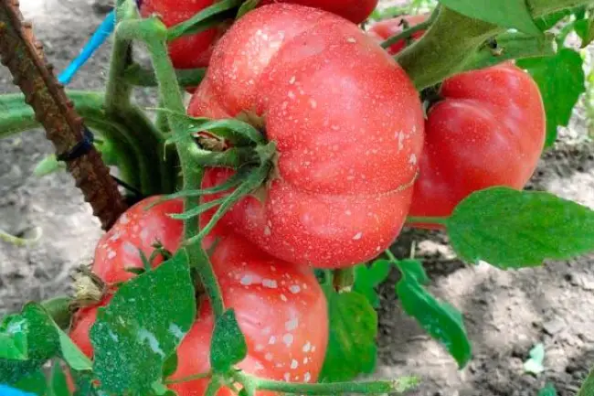 Сорт томата Малиновый виконте: описание, фото, отзывы, таблицы