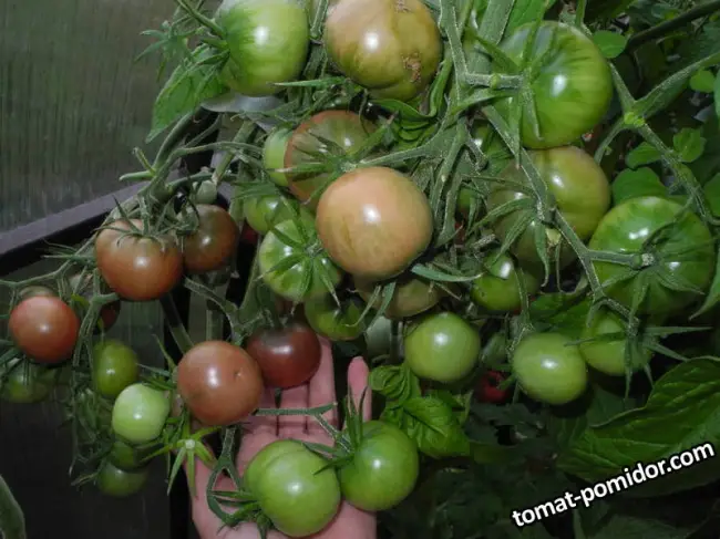 Томат мафия описание сорта — Лучшие сорта томатов с фото и описанием 60 сортов | Сад и огород