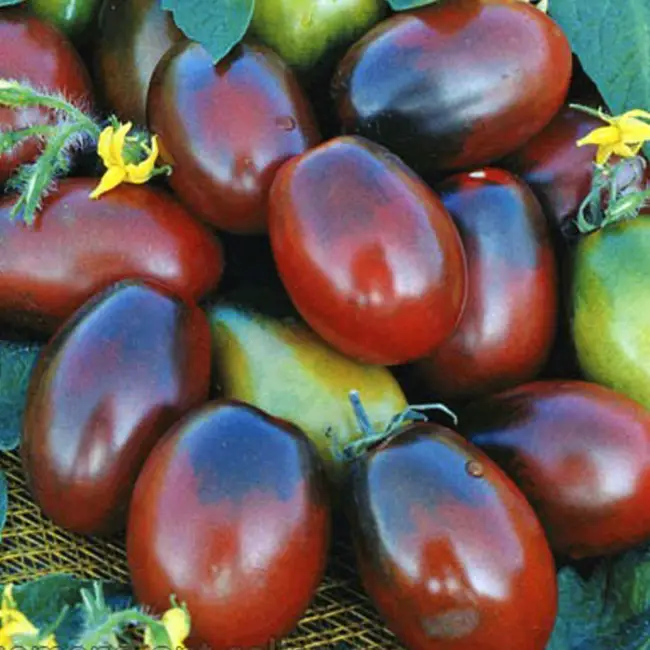 У любителей томатов черных сортов набирает обороты по популярности томат Монисто шоколадное. Он обладает отличными вкусовыми качествами, содержит ценные атиоксиданты и антоцианы.  Эти томаты достаточно просты в выращивании. Кусты высокорослые и могут дорастать до двух метров, поэтому им понадобятся опоры для подвязки.    Посадка семян начинается в марте. Обеззараживание семян производится по обычной системе слабым раствором марганцовки (держать семена 30 минут).    Совет: повторите обработку раствором «Эпина» или «Циркона» и получите мощные кусты и более высокий урожай.  Наполнять контейнеры следует питательным и рыхлым субстратом (песок+земля+торф). Посеянные семена поливают, накрывают пленочкой и ставят в тепло. Как только у ростков появятся два настоящих листика, их можно распикировать.  В теплицу саженцы высаживают в мае, а в открытый грунт — в начале июня.  Обязательное условие — закаливание сеянцев перед высаживанием.  Полив должен быть утренним или вечерним. Для него используют