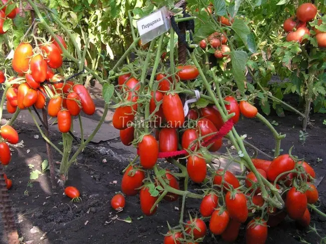 Томат Перцовка: характеристика и описание сорта, фото помидоров, отзывы об урожайности куста