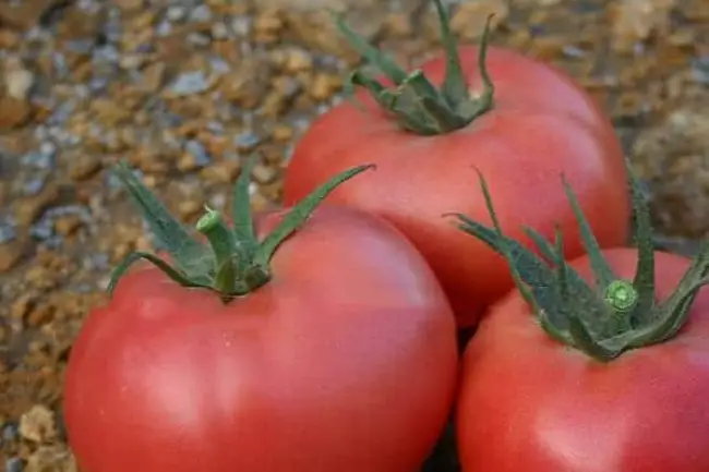 Томаты Розанна F1: отзывы об урожайности, характеристика и описание сорта, фото помидоров