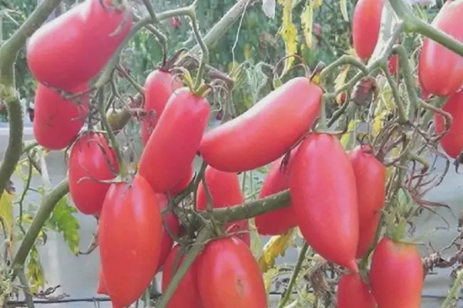 Томат Розовая свечка: отзывы об урожайности, фото помидоров, описание и характеристика сорта