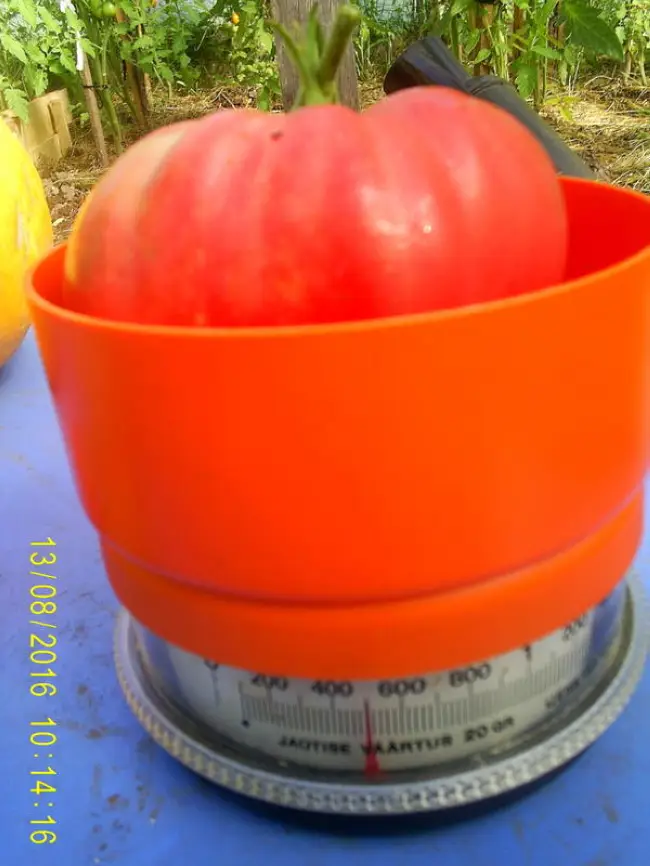 Томат Лимонная искорка: отзывы об урожайности помидоров, описание сорта и характеристика, фото растения