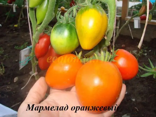 Описание томата Мармелад желтый и особенности выращивания сорта