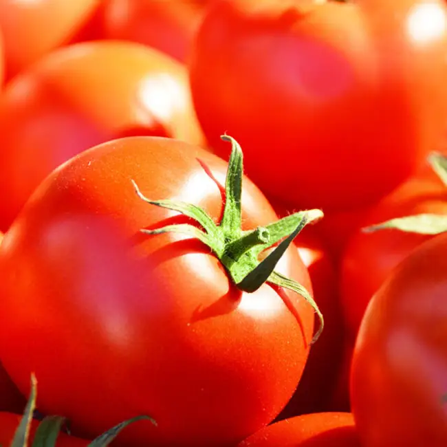 Семена Ваше хозяйство томат Приполярный - отзыв